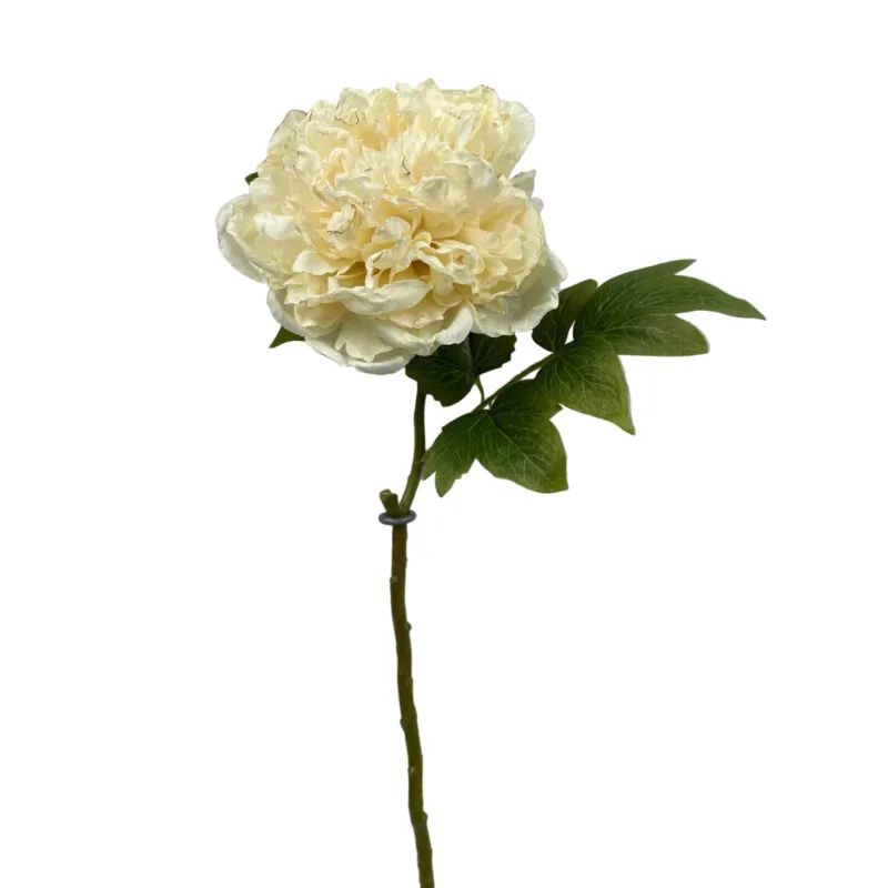 19.5" Dried British Peony Stem | Cream