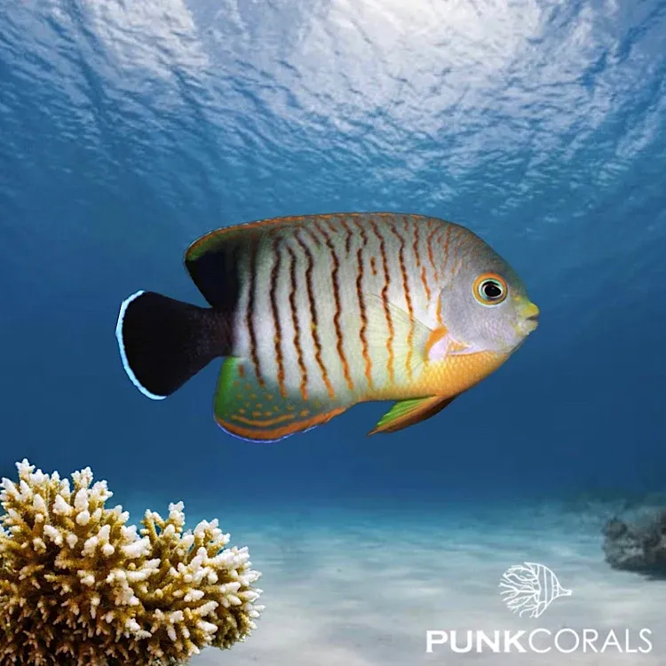Centropyge eibli Eibls Zwergkaiserfisch