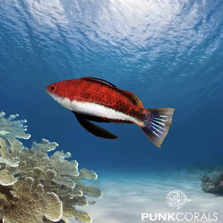 Cirrhilabrus joanallenae Palauweh - Zwerglippfisch