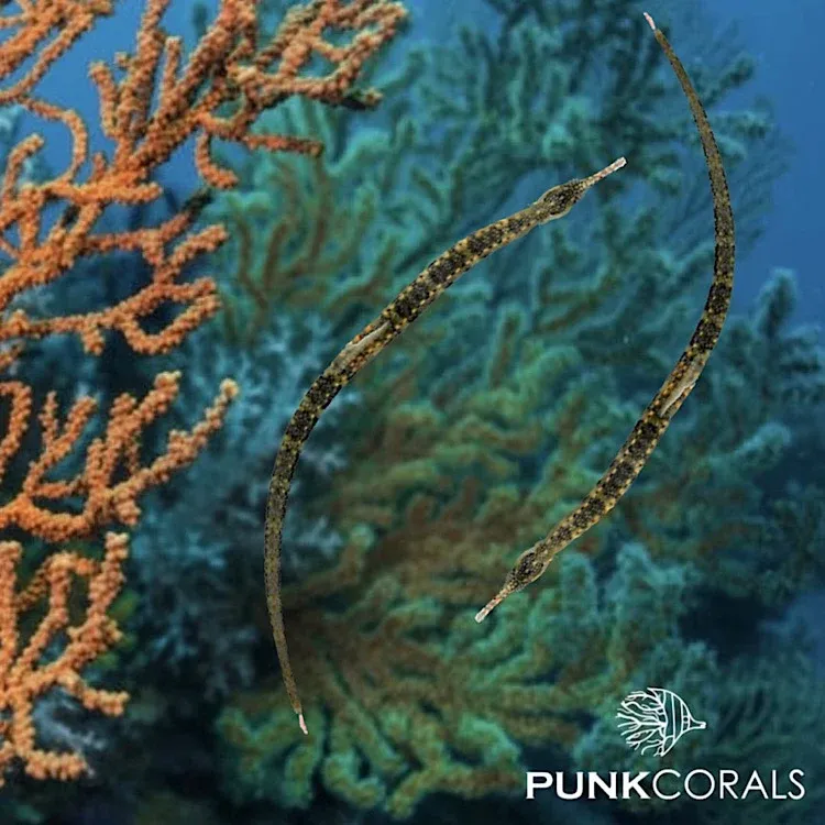 Corythoichthys polynotatus - Gelbpunkt Seenadel
