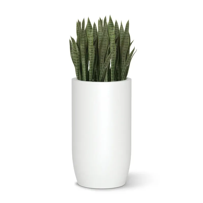 Sansevieria in Barrel Planter MD, White Satin By Gold Leaf | Planters, Troughs & Cachepots | Modishstore - 1