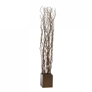 Kuwa in Small Cube Planter by Gold Leaf Design Group | Botanicals | Modishstore