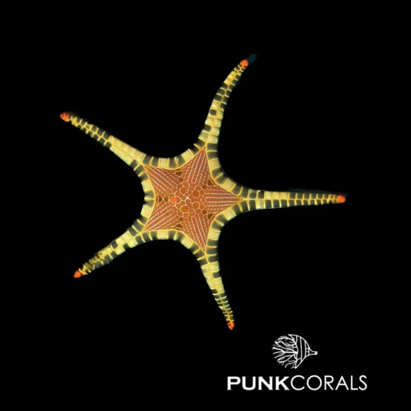 Iconaster longimanus - Mosaik-Seestern