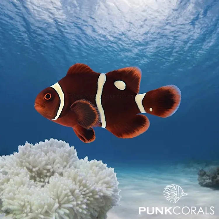 Golddot Maroon Clownfisch (Amphiprion biaculeatus) – Produktfoto 1