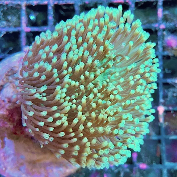 Sacrophyton