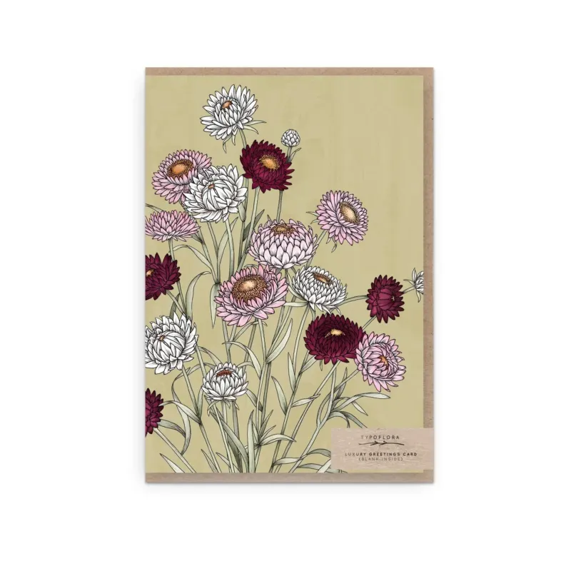 T2609_strawflower_portrait_b.jpg