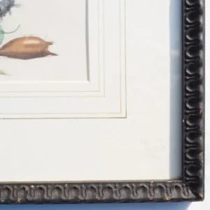 Antique Moths Framed Illustration